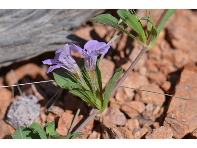 Dyschoriste schiedeana var. decumbens (Spreading snakeherb) #46550