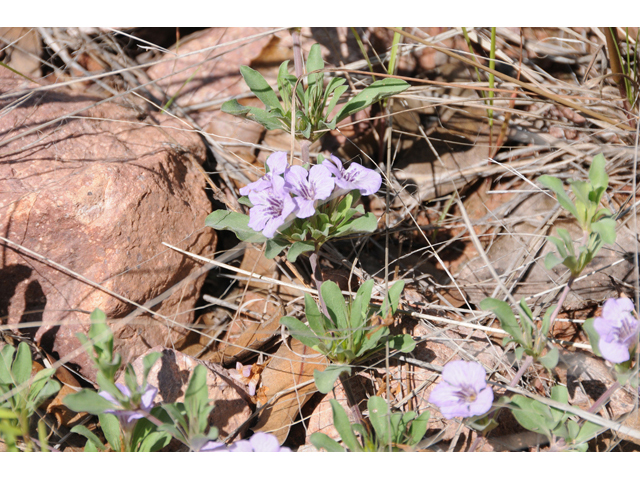 Dyschoriste schiedeana var. decumbens (Spreading snakeherb) #46552