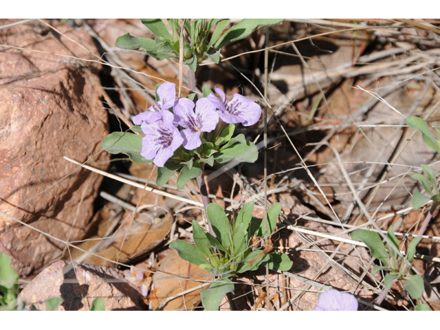 Dyschoriste schiedeana var. decumbens (Spreading snakeherb) #46553