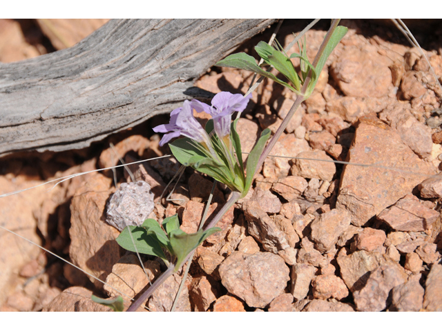 Dyschoriste schiedeana var. decumbens (Spreading snakeherb) #46554