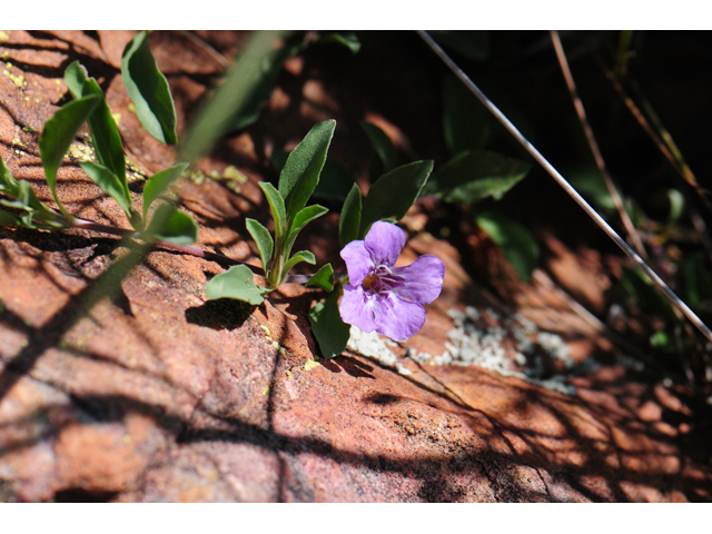 Dyschoriste schiedeana var. decumbens (Spreading snakeherb) #46555