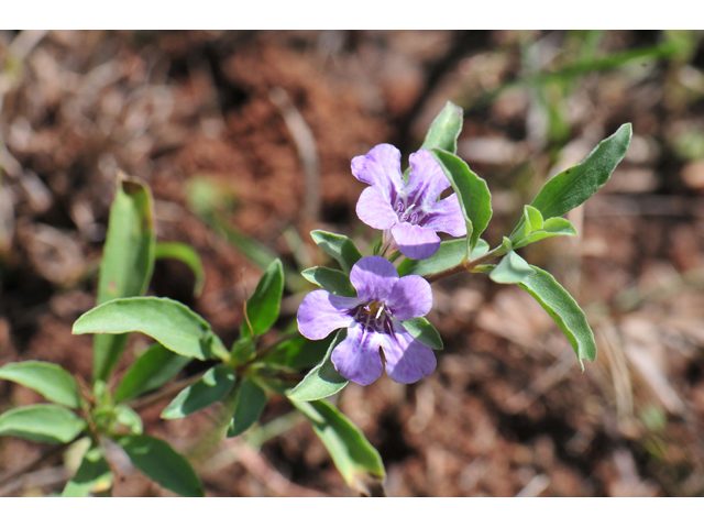 Dyschoriste schiedeana var. decumbens (Spreading snakeherb) #46564