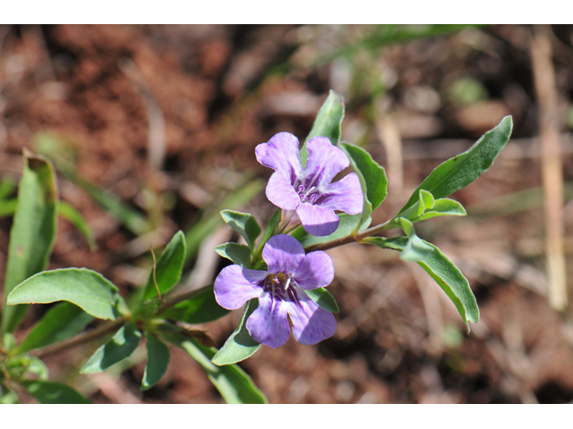 Dyschoriste schiedeana var. decumbens (Spreading snakeherb) #46565