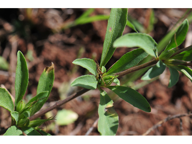 Dyschoriste schiedeana var. decumbens (Spreading snakeherb) #46566