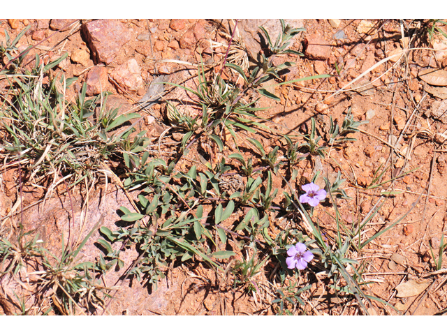 Dyschoriste schiedeana var. decumbens (Spreading snakeherb) #46567