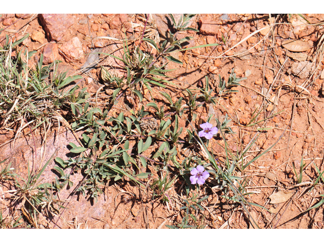 Dyschoriste schiedeana var. decumbens (Spreading snakeherb) #46568