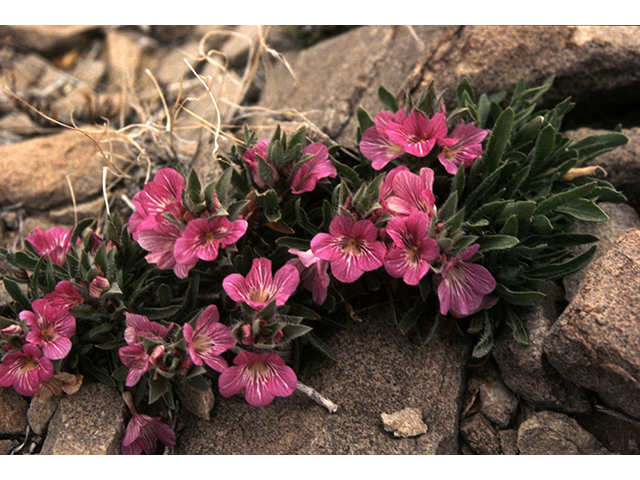 Stenandrium barbatum (Early shaggytuft) #68139