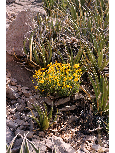 Chrysactinia mexicana (Damianita) #68144