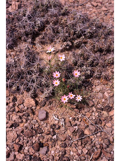 Nicolletia edwardsii (Edwards' hole-in-the-sand plant) #68158