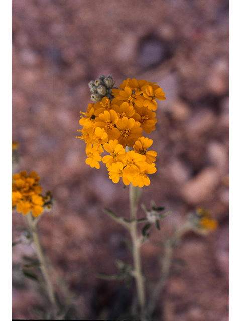 Psilostrophe tagetina var. cerifera (Woolly paperflower) #68159