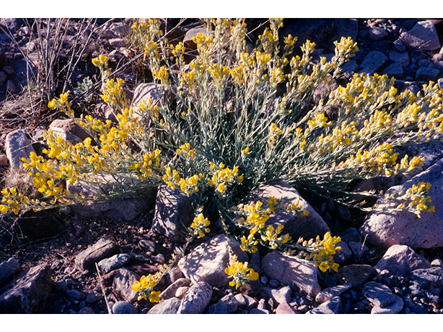 Lesquerella gordonii (Gordon's bladderpod) #68184