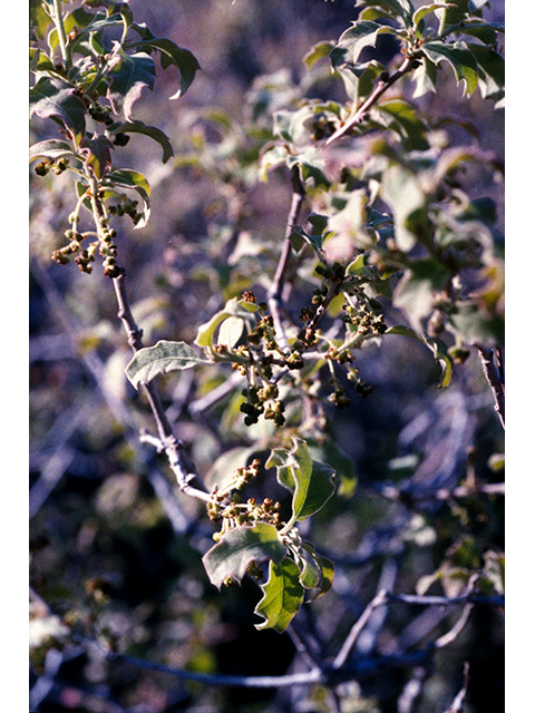 Quercus pungens (Pungent oak) #68211