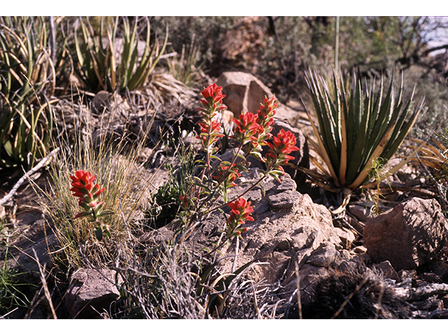 Castilleja integra (Wholeleaf indian paintbrush) #68232