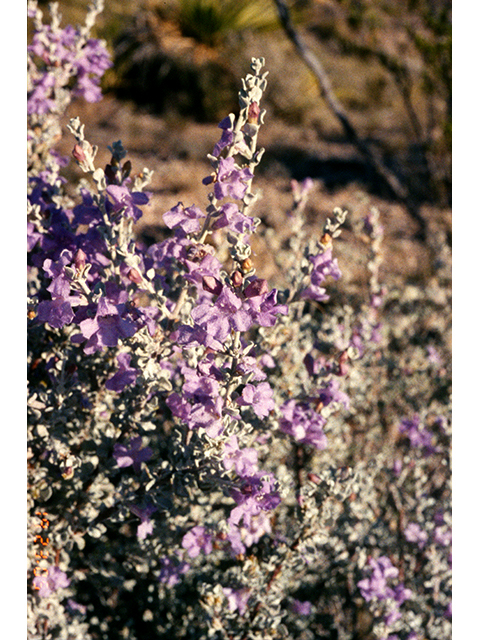 Leucophyllum minus (Big bend barometerbush) #68243