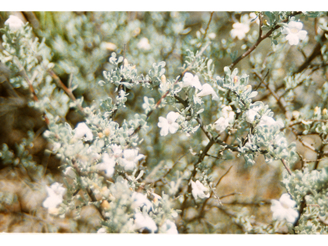 Leucophyllum minus (Big bend barometerbush) #68244