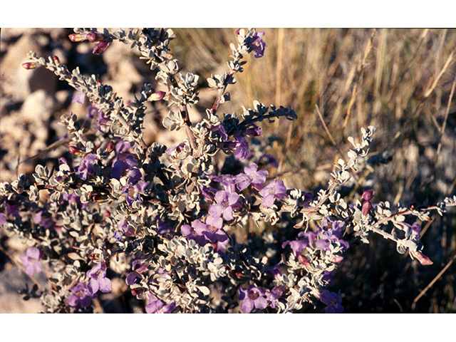 Leucophyllum minus (Big bend barometerbush) #68245