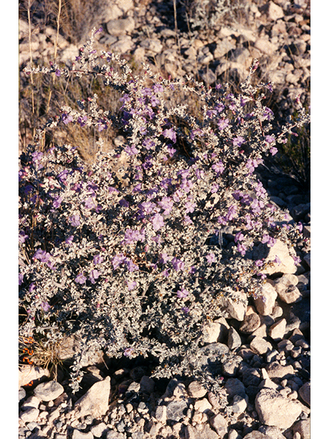 Leucophyllum minus (Big bend barometerbush) #68246