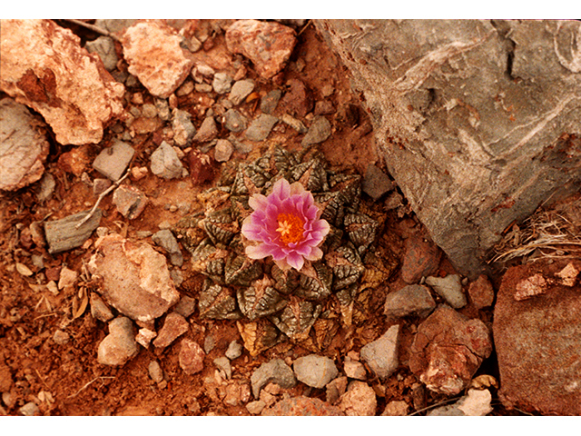 Ariocarpus fissuratus (Chautle livingrock) #68258