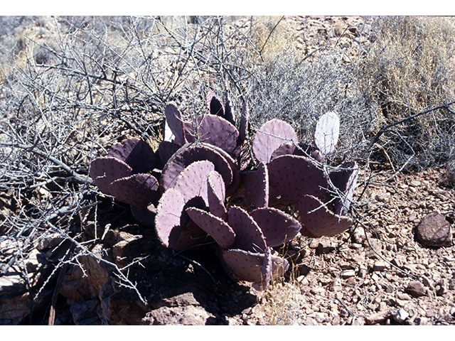 Opuntia macrocentra var. macrocentra (Purple pricklypear) #68270