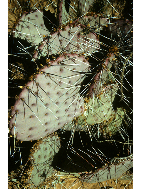 Opuntia macrocentra var. macrocentra (Purple pricklypear) #68286