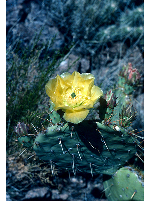 Opuntia engelmannii (Cactus apple) #68293