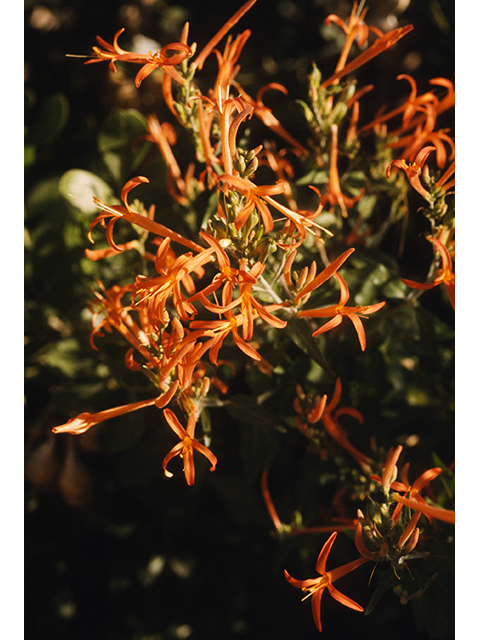 Anisacanthus quadrifidus var. wrightii (Flame acanthus) #68320