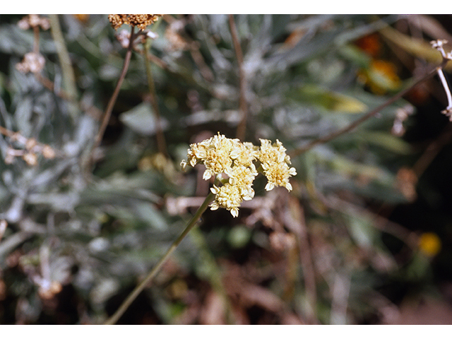 Parthenium argentatum (Guayule) #68410