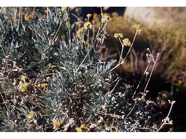 Parthenium argentatum (Guayule) #68411