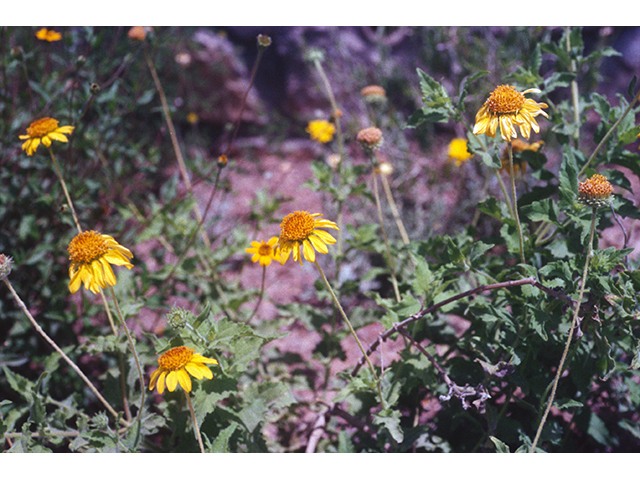 Simsia calva (Awnless bush sunflower) #68426