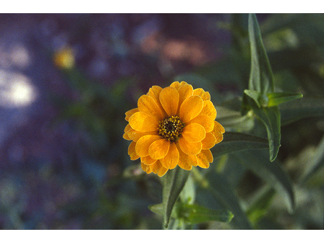 Zinnia peruviana (Peruvian zinnia) #68447