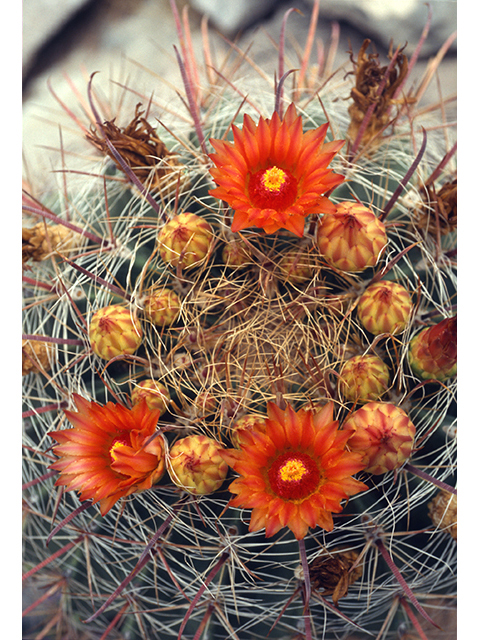 Ferocactus wislizeni (Candy barrel) #68505