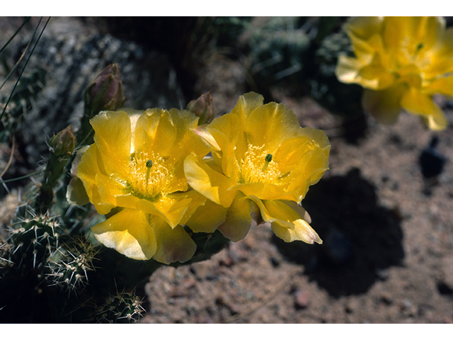 Opuntia polyacantha var. arenaria (El paso pricklypear) #68521