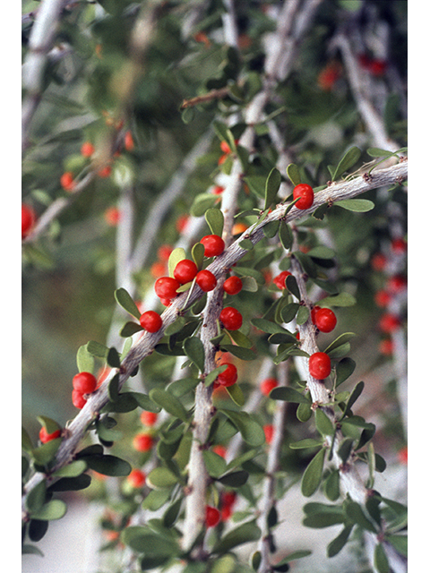 Schaefferia cuneifolia (Desert yaupon) #68546