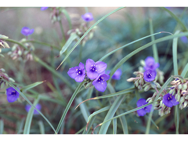 Tradescantia occidentalis (Prairie spiderwort) #68552