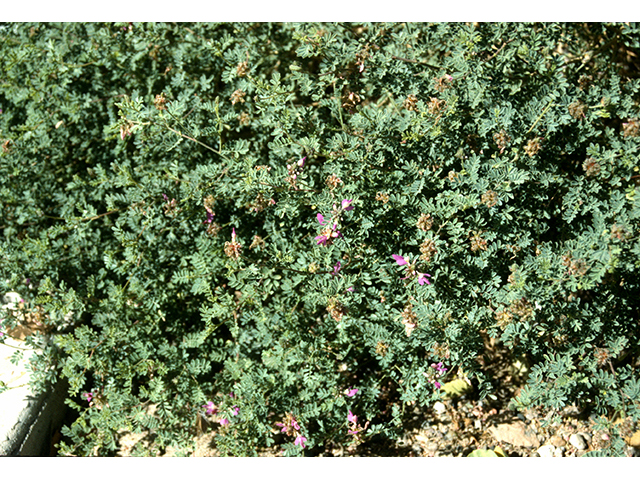 Dalea frutescens (Black dalea) #68600