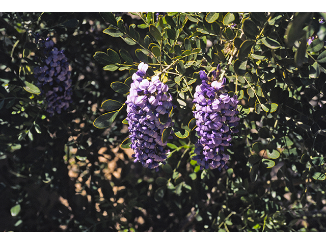 Sophora secundiflora (Texas mountain laurel) #68614