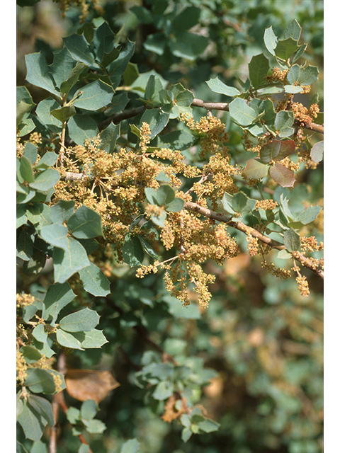 Quercus turbinella (Shrub live oak) #68671