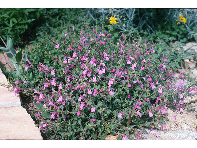 Salvia summa (Great sage) #68713