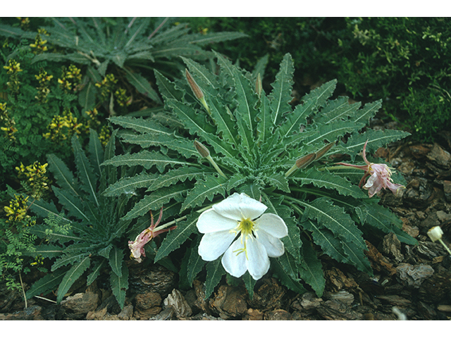 Oenothera caespitosa (Tufted evening primrose) #68779