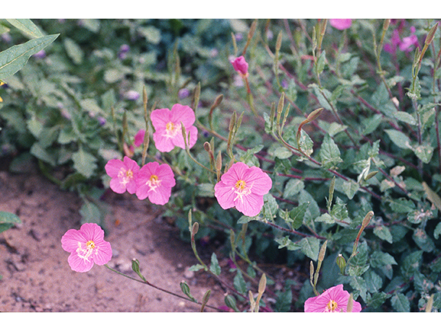 Oenothera rosea (Rose evening primrose) #68801