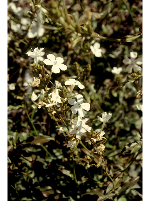 Plumbago scandens (Doctorbush) #68826