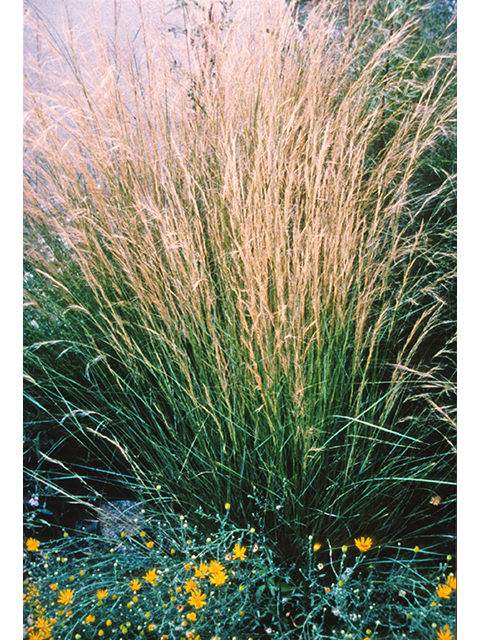 Aristida purpurea (Purple threeawn) #68828