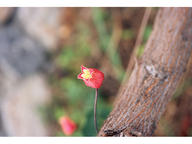 Clematis texensis (Scarlet clematis) #68881