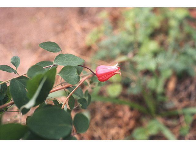 Clematis texensis (Scarlet clematis) #68882