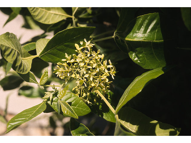 Ptelea trifoliata (Wafer ash) #68939