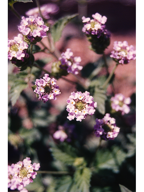 Lantana achyranthifolia (Brushland shrubverbena) #68998