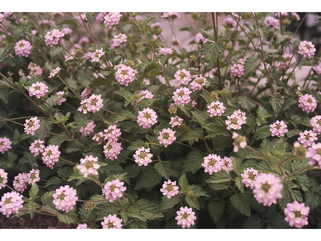 Lantana achyranthifolia (Brushland shrubverbena) #69002