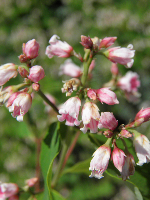 Apocynum androsaemifolium (Spreading dogbane) #77387