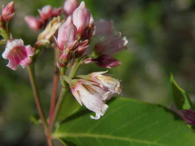 Apocynum androsaemifolium (Spreading dogbane) #77390