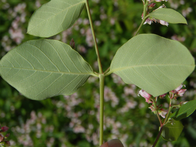 Apocynum androsaemifolium (Spreading dogbane) #77391